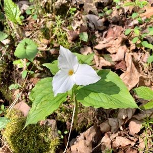 Meet your Posher, Cassidy